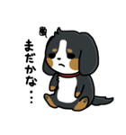 かまちょスタンプ(バーニー)（個別スタンプ：4）