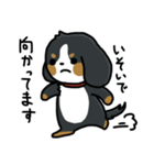 かまちょスタンプ(バーニー)（個別スタンプ：20）