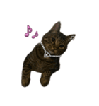 Cutie Cats♡୨ৎ❀⋆⁺.˚ ⊹（個別スタンプ：2）