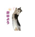 Cutie Cats♡୨ৎ❀⋆⁺.˚ ⊹（個別スタンプ：4）