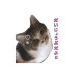 Cutie Cats♡୨ৎ❀⋆⁺.˚ ⊹（個別スタンプ：6）