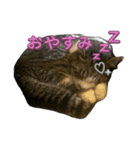 Cutie Cats♡୨ৎ❀⋆⁺.˚ ⊹（個別スタンプ：7）