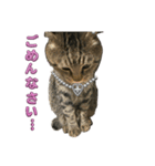 Cutie Cats♡୨ৎ❀⋆⁺.˚ ⊹（個別スタンプ：8）