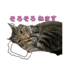 Cutie Cats♡୨ৎ❀⋆⁺.˚ ⊹（個別スタンプ：10）