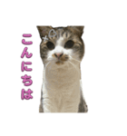 Cutie Cats♡୨ৎ❀⋆⁺.˚ ⊹（個別スタンプ：11）