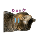 Cutie Cats♡୨ৎ❀⋆⁺.˚ ⊹（個別スタンプ：12）