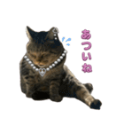 Cutie Cats♡୨ৎ❀⋆⁺.˚ ⊹（個別スタンプ：13）