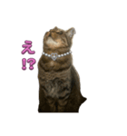 Cutie Cats♡୨ৎ❀⋆⁺.˚ ⊹（個別スタンプ：17）