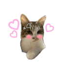 Cutie Cats♡୨ৎ❀⋆⁺.˚ ⊹（個別スタンプ：18）