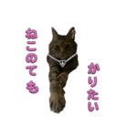 Cutie Cats♡୨ৎ❀⋆⁺.˚ ⊹（個別スタンプ：20）