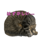 Cutie Cats♡୨ৎ❀⋆⁺.˚ ⊹（個別スタンプ：21）