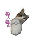 Cutie Cats♡୨ৎ❀⋆⁺.˚ ⊹（個別スタンプ：22）