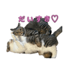 Cutie Cats♡୨ৎ❀⋆⁺.˚ ⊹（個別スタンプ：23）