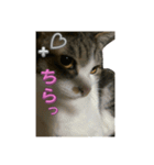 Cutie Cats♡୨ৎ❀⋆⁺.˚ ⊹（個別スタンプ：24）