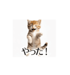 とにかく動く猫【日常/あいさつ】（個別スタンプ：2）