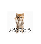 とにかく動く猫【日常/あいさつ】（個別スタンプ：11）
