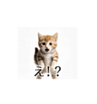とにかく動く猫【日常/あいさつ】（個別スタンプ：13）