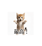 とにかく動く猫【日常/あいさつ】（個別スタンプ：16）
