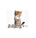 とにかく動く猫【日常/あいさつ】（個別スタンプ：17）