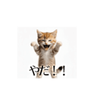 とにかく動く猫【日常/あいさつ】（個別スタンプ：19）