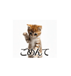 とにかく動く猫【日常/あいさつ】（個別スタンプ：22）