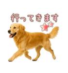 ゴールデンレトリバー大切な人へのスタンプ（個別スタンプ：4）