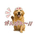 ゴールデンレトリバー大切な人へのスタンプ（個別スタンプ：5）