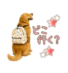 ゴールデンレトリバー大切な人へのスタンプ（個別スタンプ：6）