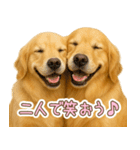 ゴールデンレトリバー大切な人へのスタンプ（個別スタンプ：12）