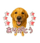 ゴールデンレトリバー大切な人へのスタンプ（個別スタンプ：17）