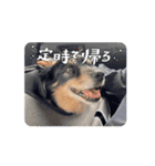 ラッキー（犬）くんの動くスタンプ（個別スタンプ：2）