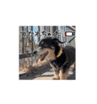 ラッキー（犬）くんの動くスタンプ（個別スタンプ：3）