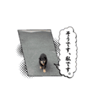 ラッキー（犬）くんの動くスタンプ（個別スタンプ：4）