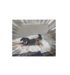 ラッキー（犬）くんの動くスタンプ（個別スタンプ：7）