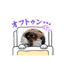 ラッキー（犬）くんの動くスタンプ（個別スタンプ：10）