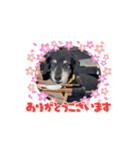 ラッキー（犬）くんの動くスタンプ（個別スタンプ：12）