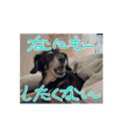 ラッキー（犬）くんの動くスタンプ（個別スタンプ：13）