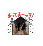 ラッキー（犬）くんの動くスタンプ（個別スタンプ：14）