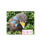 鷹の華蓮（個別スタンプ：4）