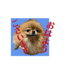 ポメ山家②（個別スタンプ：3）
