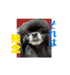 ポメ山家②（個別スタンプ：4）