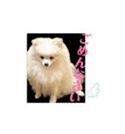 ポメ山家②（個別スタンプ：5）
