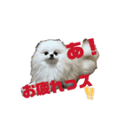 ポメ山家②（個別スタンプ：6）