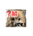 ポメ山家②（個別スタンプ：8）
