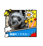 ブーちゃんスタンプ7（個別スタンプ：2）