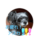 ブーちゃんスタンプ7（個別スタンプ：3）