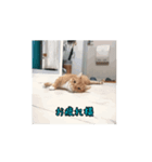 動く銀太（個別スタンプ：3）