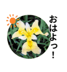 花の写真のラインスタンプ3（個別スタンプ：1）