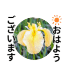 花の写真のラインスタンプ3（個別スタンプ：2）