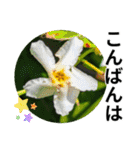 花の写真のラインスタンプ3（個別スタンプ：4）